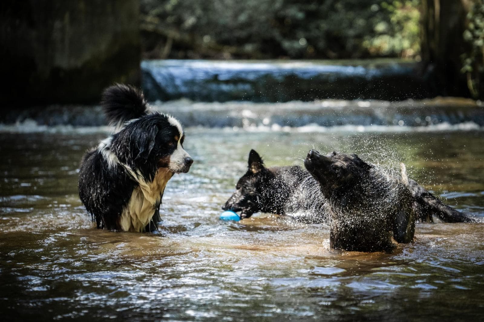 Trois chiens qui se baignent dans une rivière