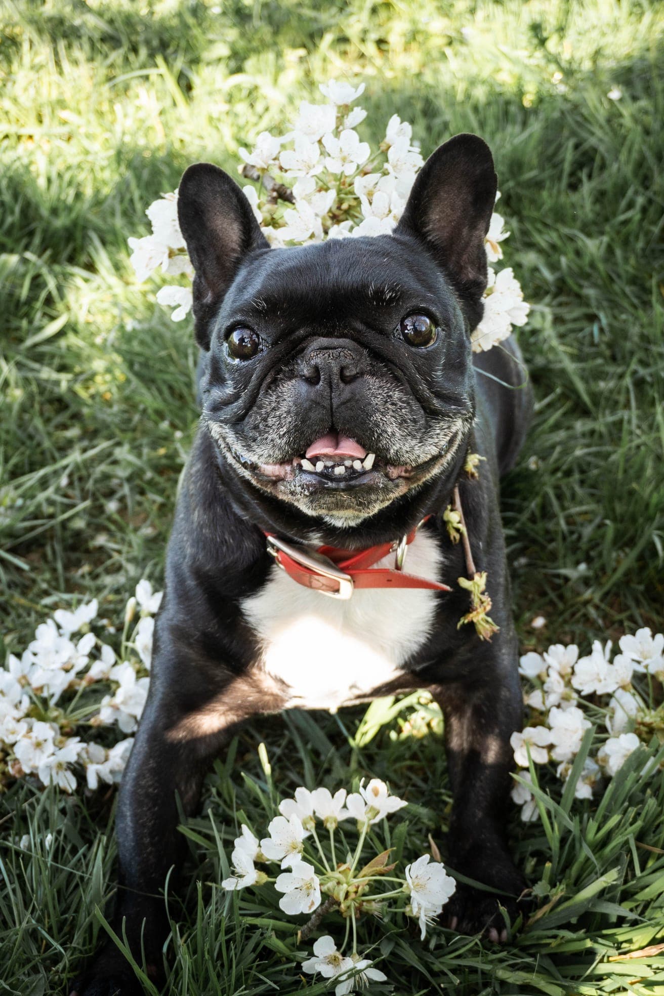 Bobby, Bouledogue français