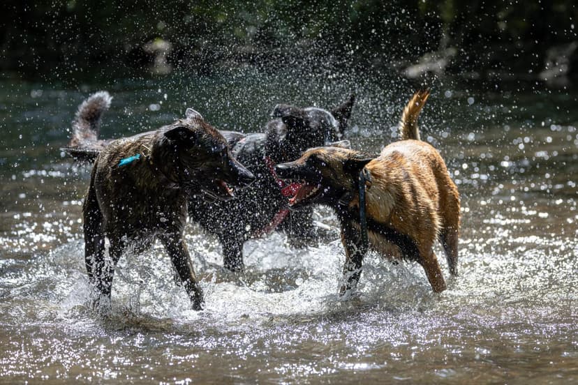 Trois chiens qui jouent et s'éclaboussent dans une rivière