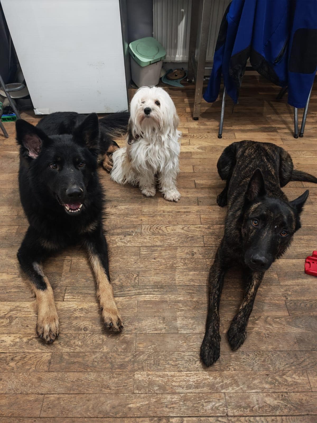 Trois chiens couchés sur le parquet de la maison, attentifs
