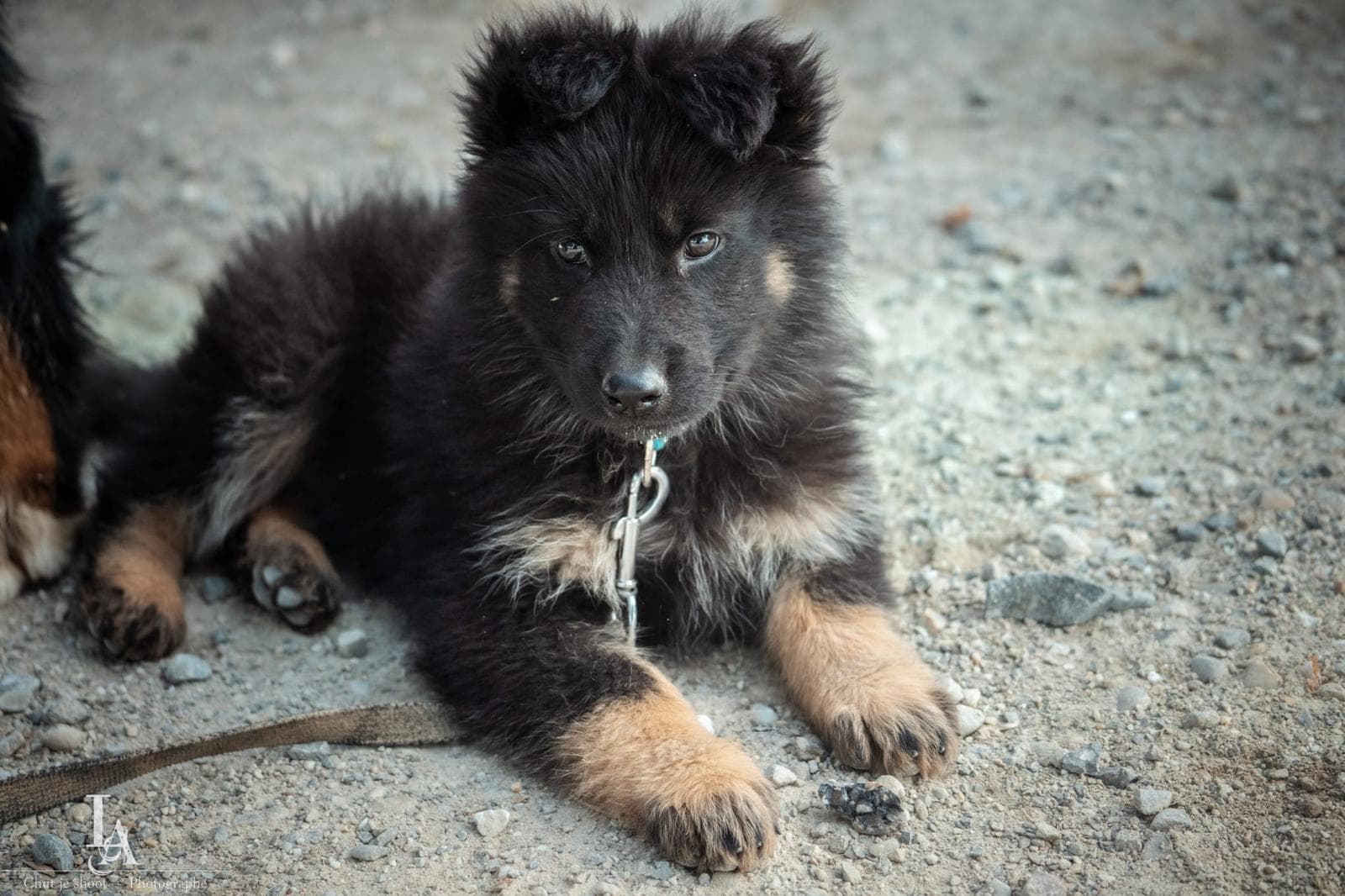 Un chiot berger couché sur un chemin, le regard vers l'objectif