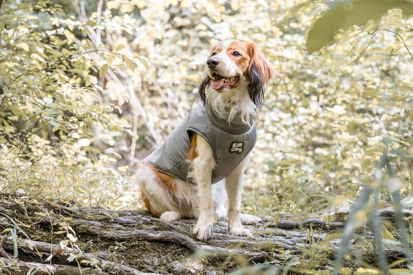 Un chien en manteau assis en forêt