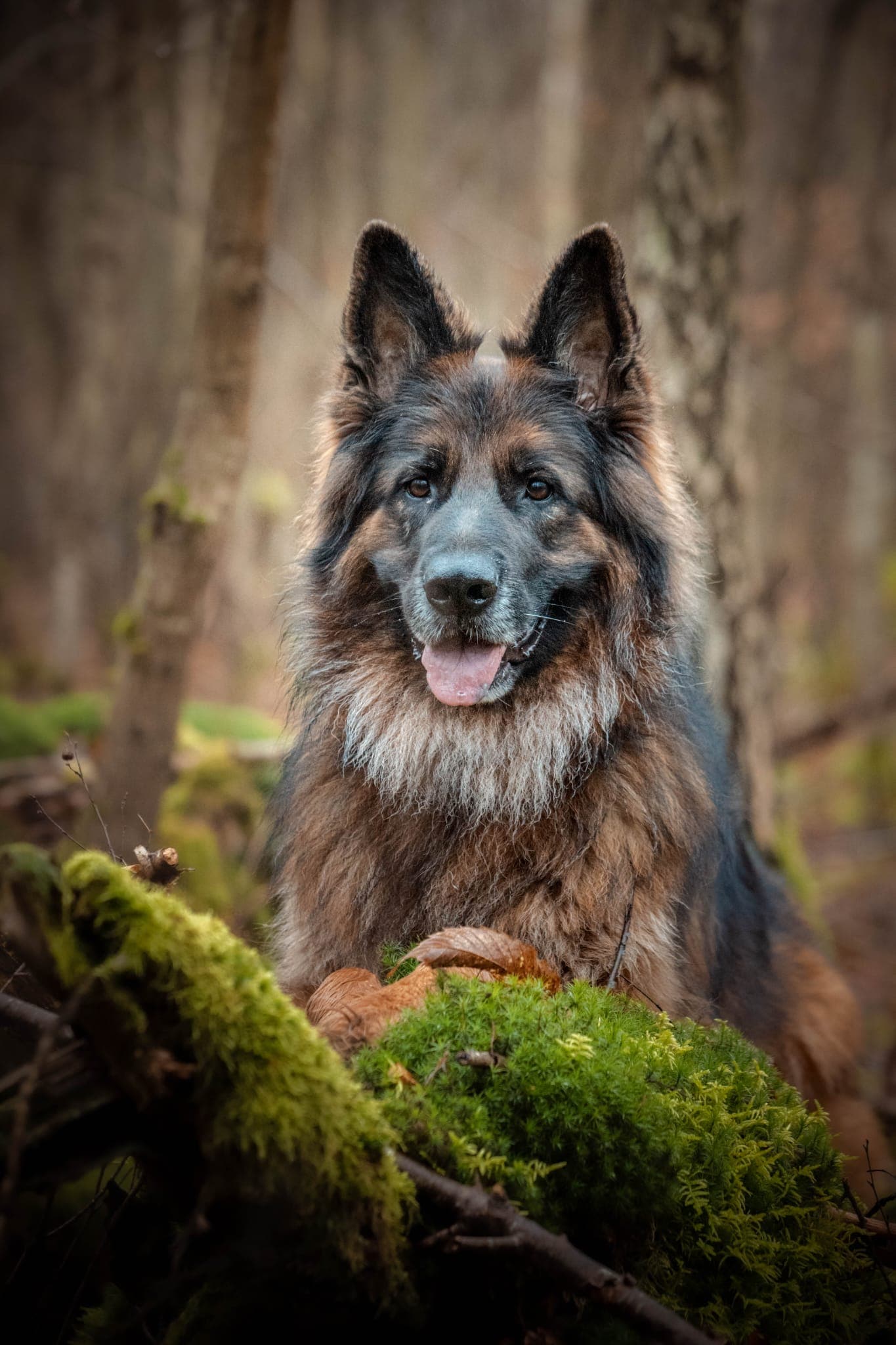 Ohanna, Berger allemand